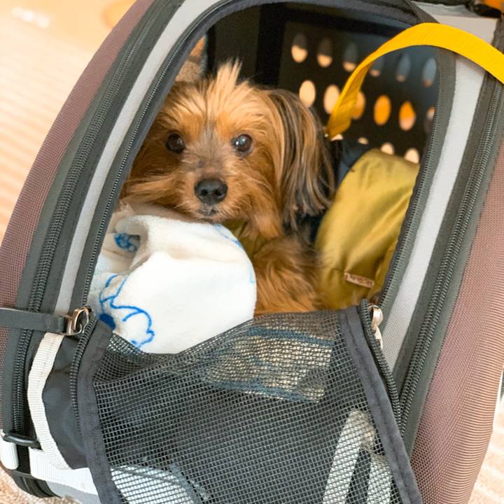 D1413537 d73a 4999 b7fd 8f3420b52dc7 1585011784062