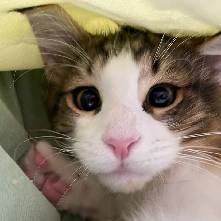 D1417359 74bd 4a1b bfb7 b4cc68f865cb 1636552612998