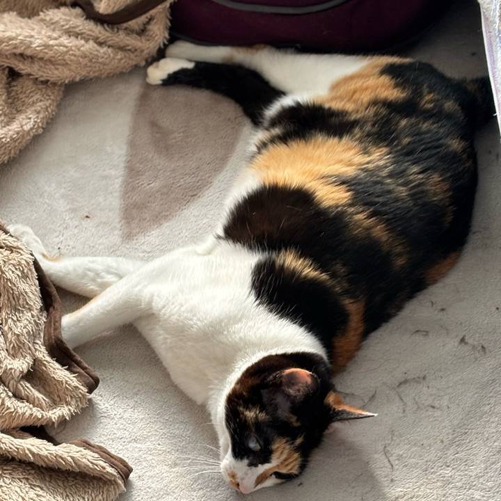 D1473f63 b7b9 414b a492 a9a0633691b1 1763686727502