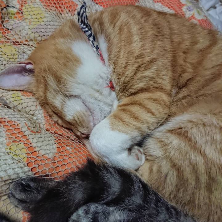 D1477d58 8fff 405f 97b0 426e9aacded8 1572440016566