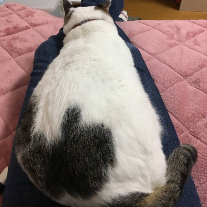 D14794c5 c501 4d0e a72f 2d3242da4335 1516177843673