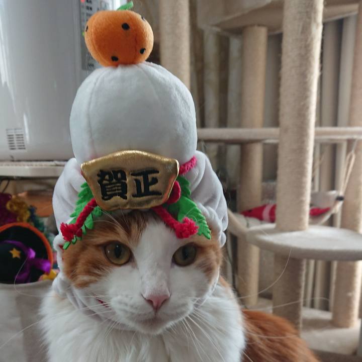 D1488a07 3dcc 4573 9bb8 9c17f506da6a 1546305647952