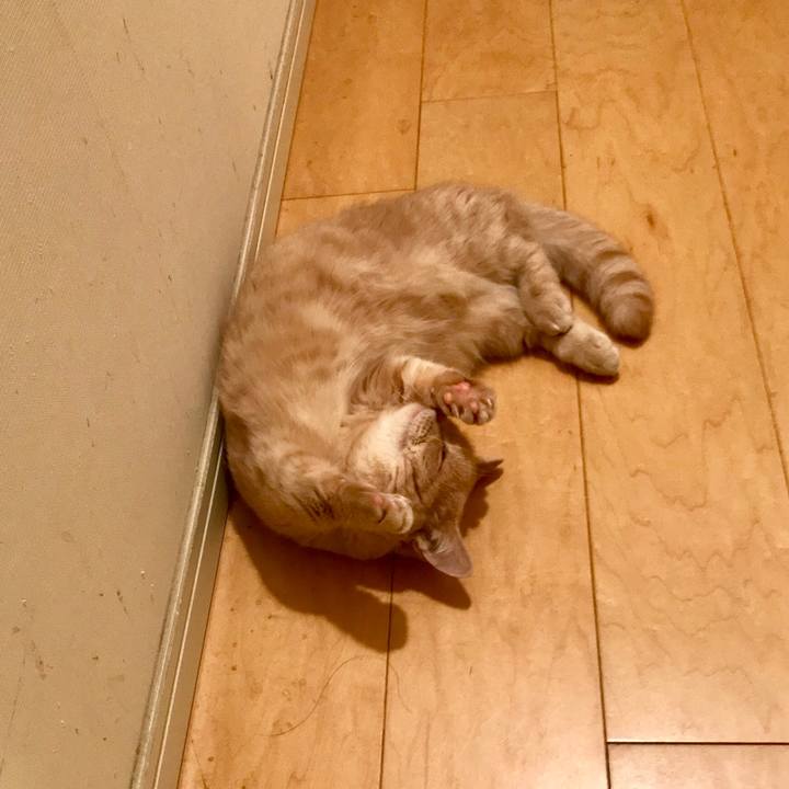 D14e6a98 2182 4915 a107 ac59636f0c06 1541648254856