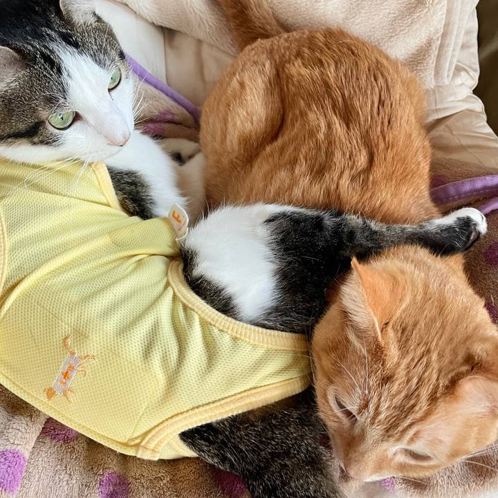 D151b18d f37b 4e3c a380 6e208cad6f3e 1774593816002