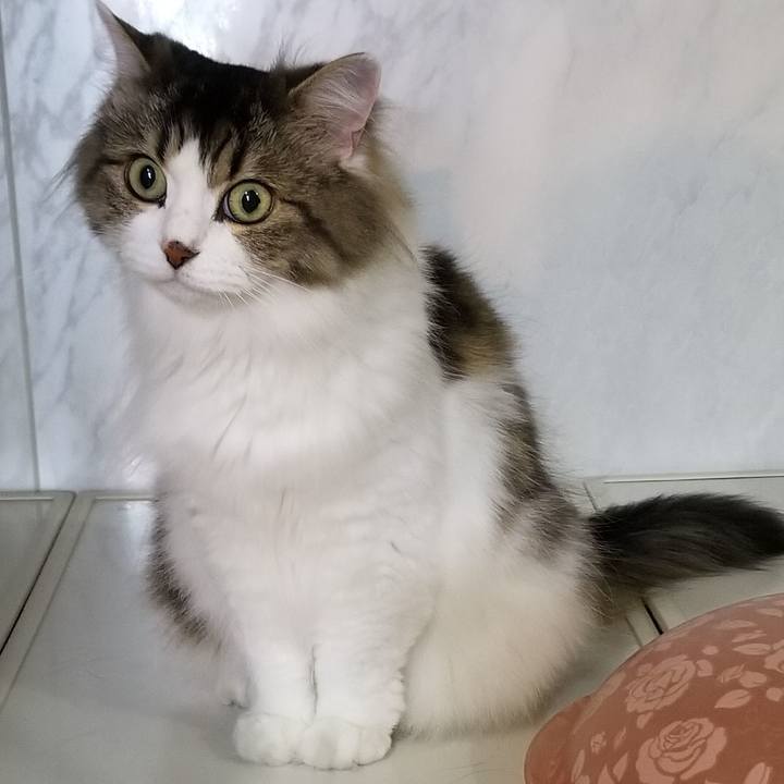 D1538d0b 92fd 44a9 a0c0 39c50b58c152 1564196025066