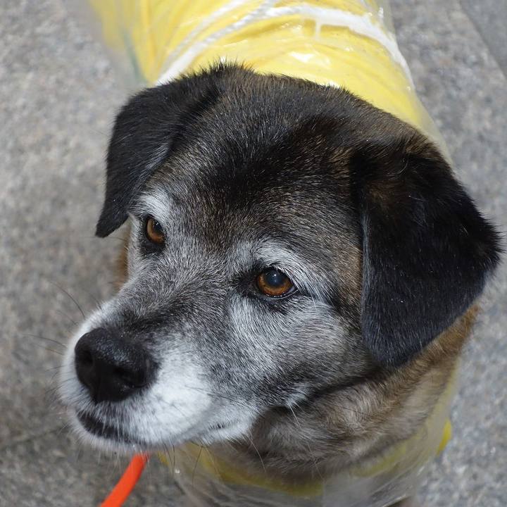 D1544250 6785 44eb 980e 2edc9ba72fc4 1521629640612