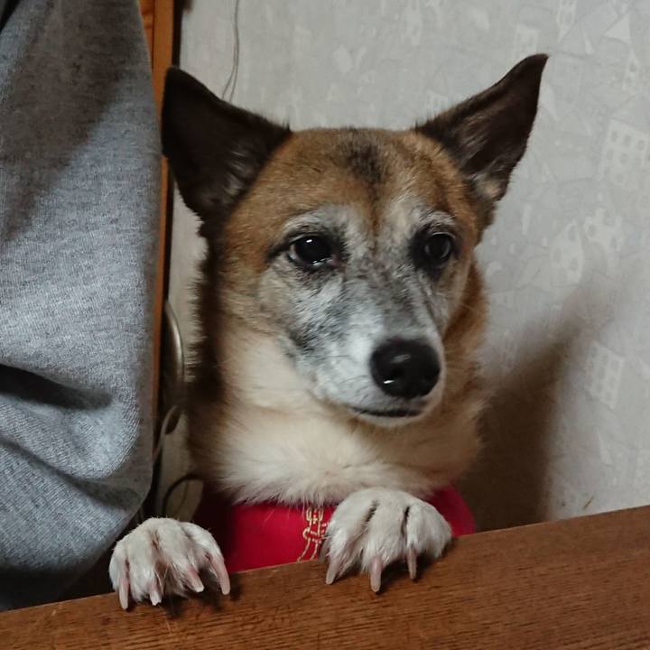 D157dad7 8597 4a6d a523 29317c77b921 1544096506876