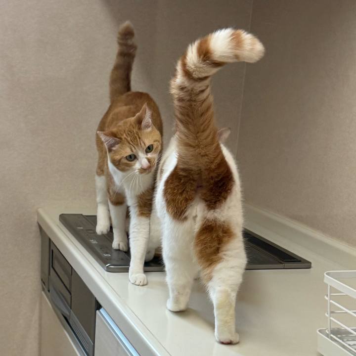 D158467c 88a6 419e 889d acc81fb32062 1775705127048