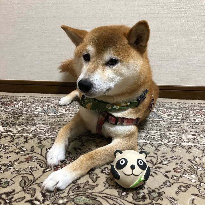 D1585432 2b42 479b b12c dbc425c39222 1534069569792