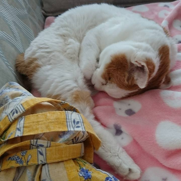 D15932e9 f8ac 4c24 8141 18833b6667d1 1546230434700