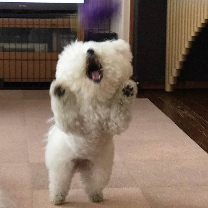 D15b3202 6837 43b5 87dc 4f015071ecd8 1553745148657