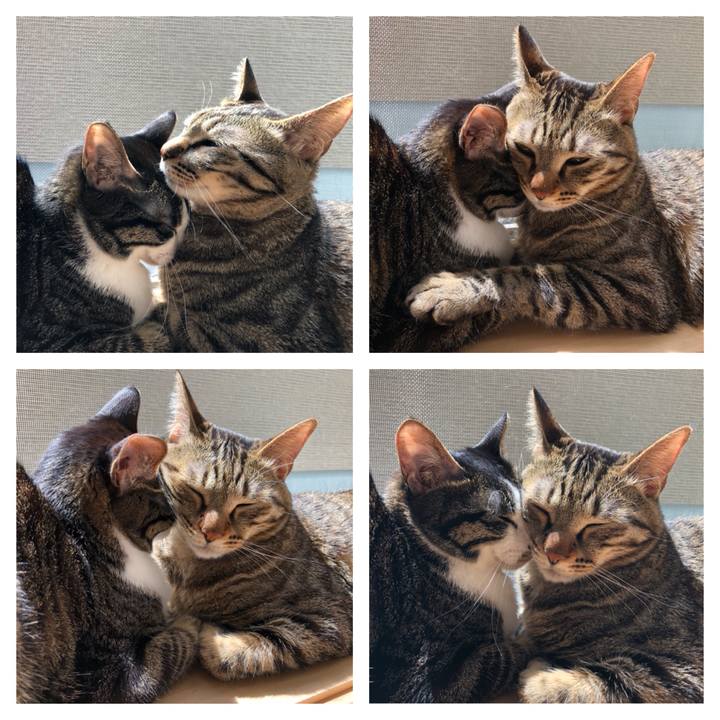 D15cd9d8 7599 433f 8b6b 94ed34f7c2cf 1523174221706