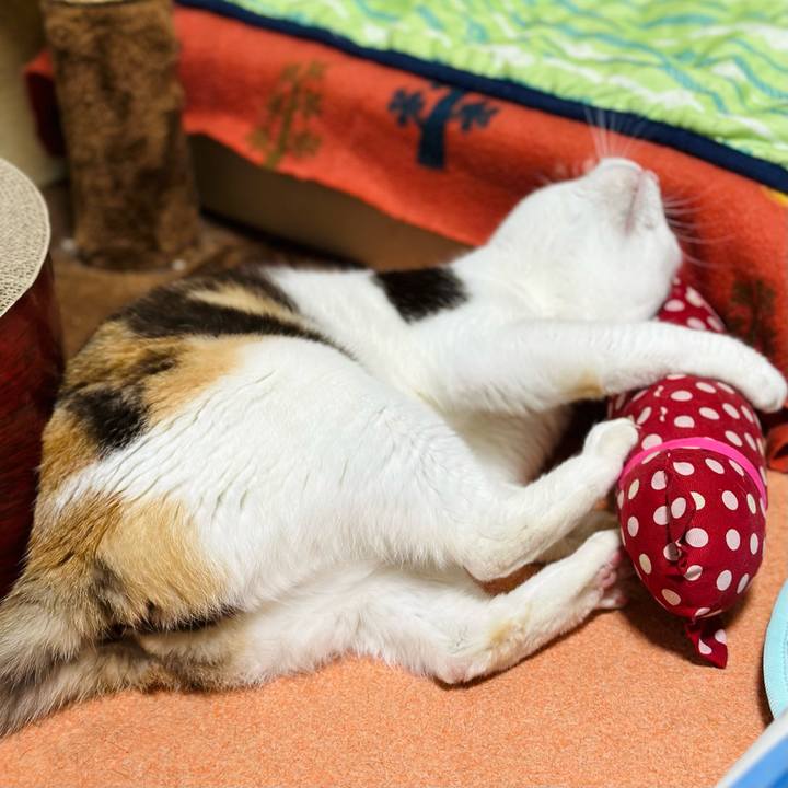 D15e6c14 d9b1 4f4c aaab e0e230dff71d 1685930356777