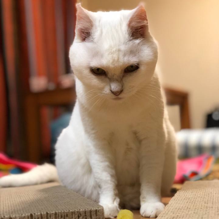 D1606404 60b4 452c bc09 637a4ec402c5 1532182924144