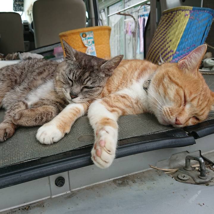 D1645cba 642f 4702 9d91 a6e632eebe30 1595743956070