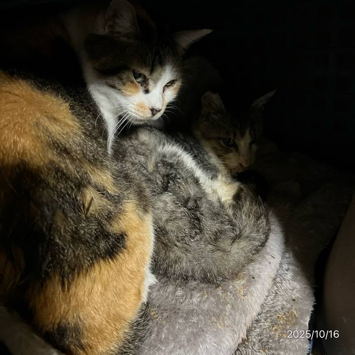 D16701ac 6235 4152 8963 9ef613543ec9 1760565618035