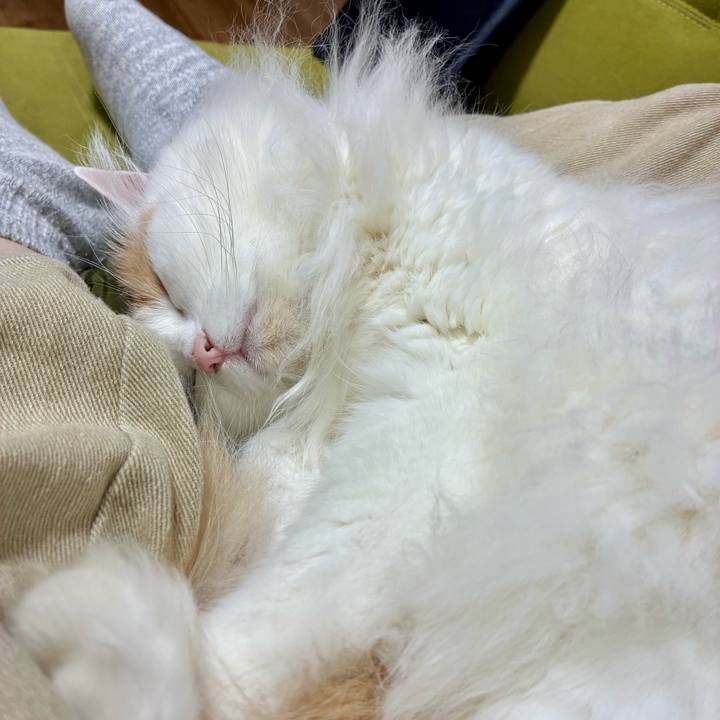 D1675da2 5974 4454 b8e7 129b047bb87e 1763523297229