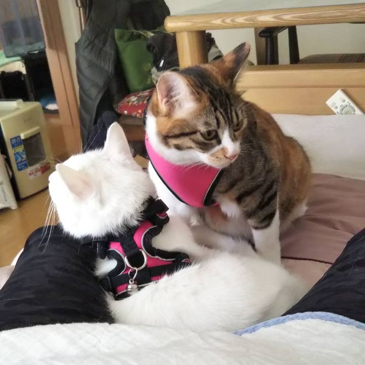 D1686064 a352 4a0e 80b1 5e7677e6678b 1653197803640