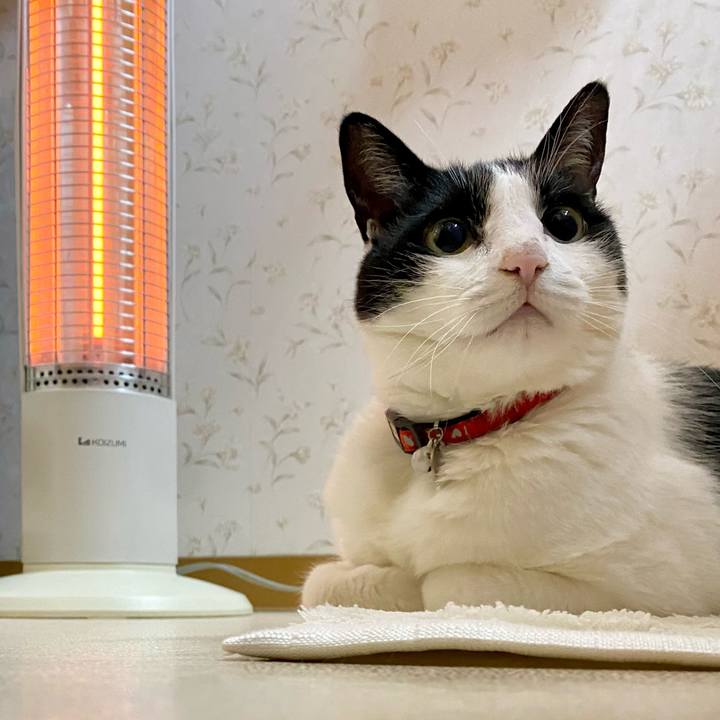 D16a3516 2587 4137 bc95 6127fbe7711f 1733481611746