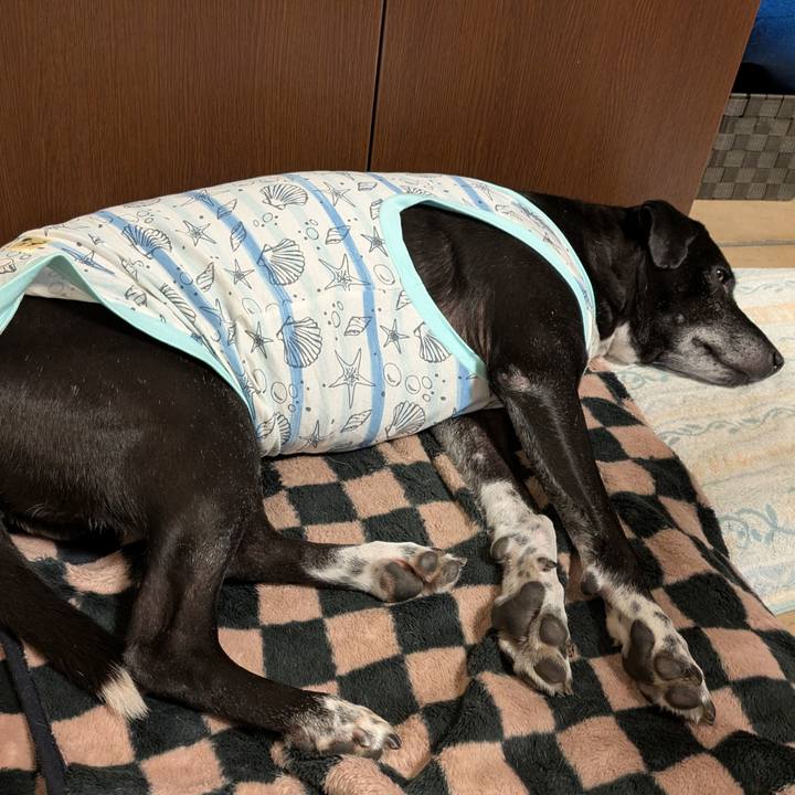 D16f5abe e240 413c a180 37102473cec4 1732322582314