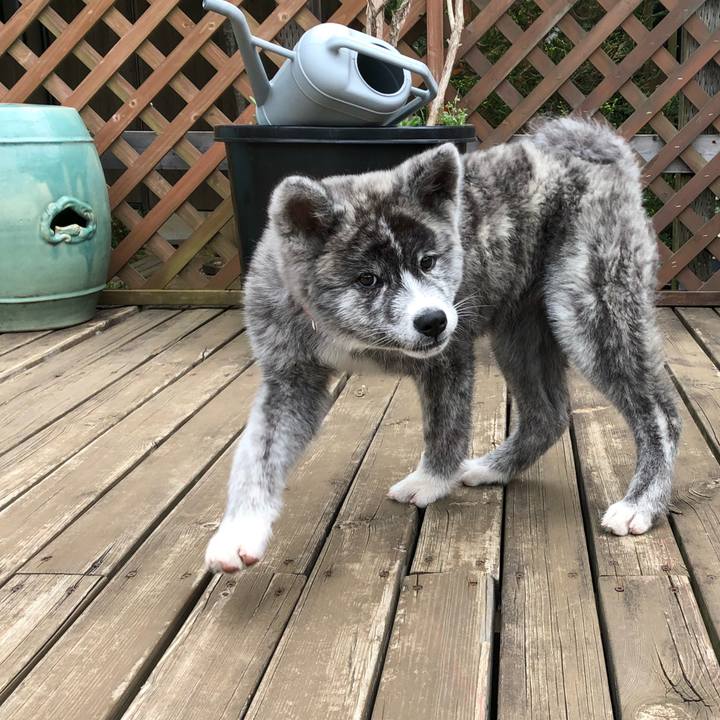 D1727bf7 b54f 4df1 aefc 2ff0235dc343 1555969000314