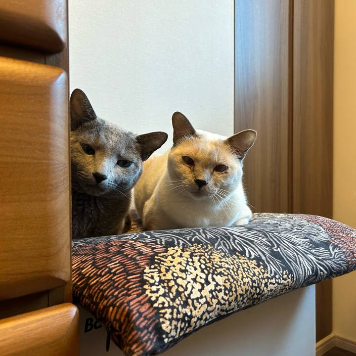 D1732a6e 1dea 4178 bc8e 8a0f94dd2bad 1736552255555