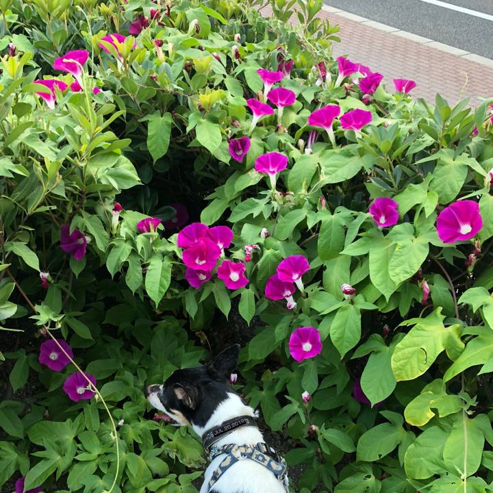 D1740992 5537 4e04 8a96 85e639452408 1532164585496