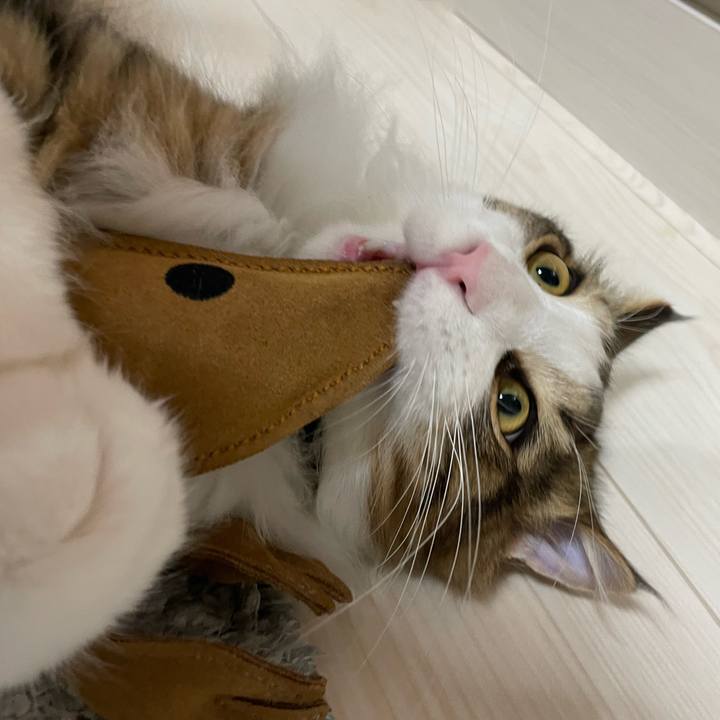 D17593a9 dc82 4bde 95f2 13b0f4c12122 1640467575659