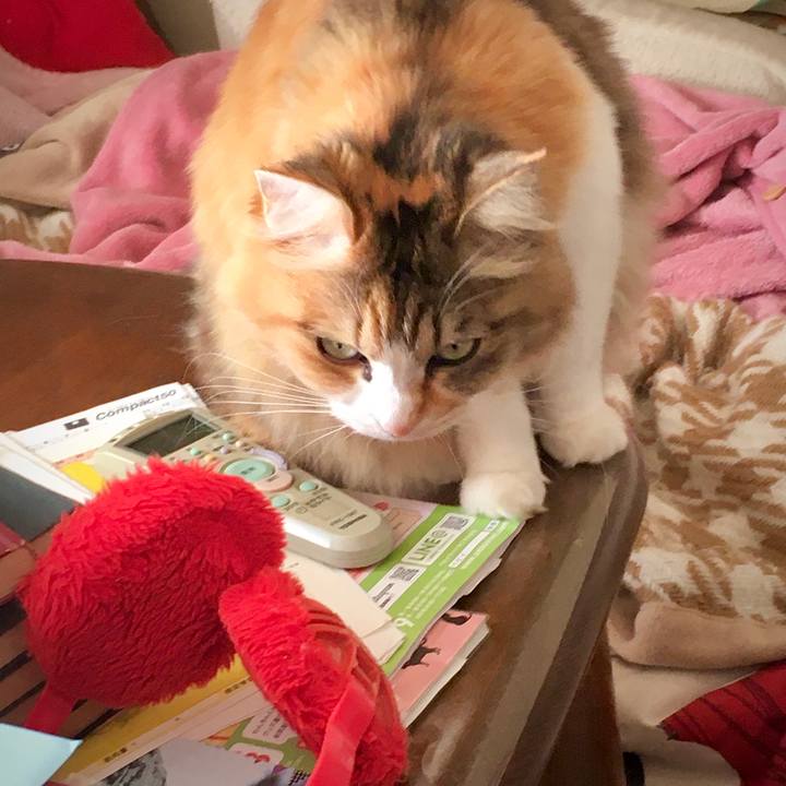 D17987ae e78c 4784 8f3e 6217bd304cda 1581578348547