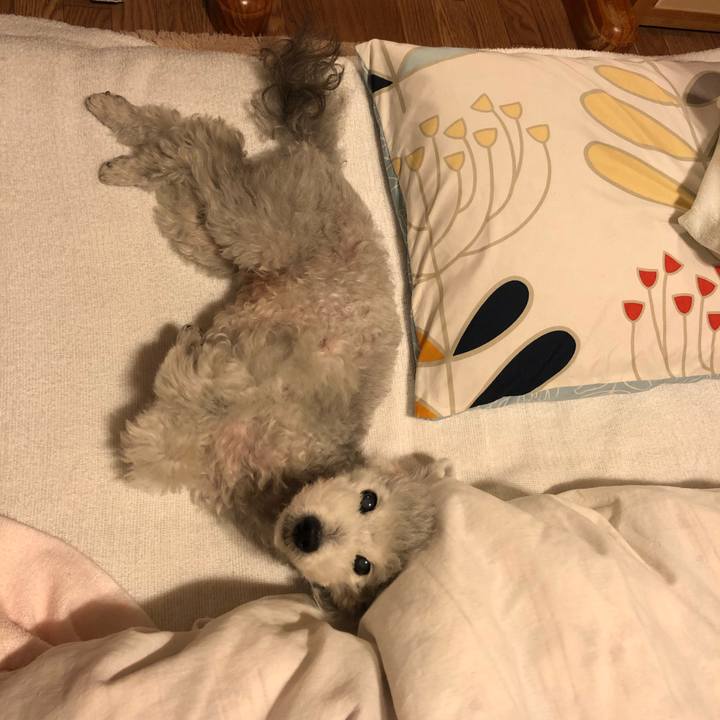 D17a72e8 4b03 4a09 89ff 13faf6dd785b 1576760130277