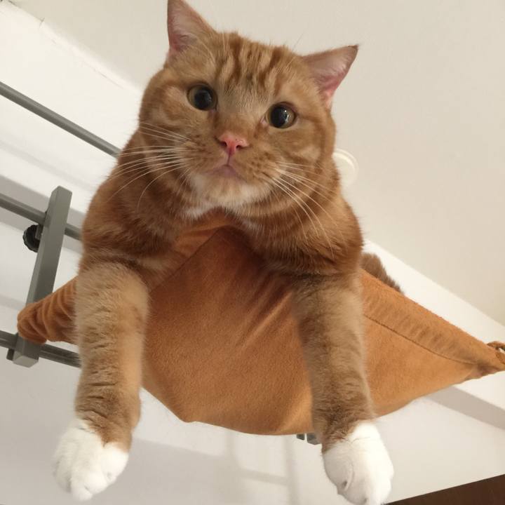 D17b8523 3c55 42f6 8ecb b8b6450f9de6 1543445255694