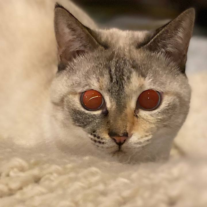 D17f6566 c436 4c25 9e86 eea20291ab0b 1732613131809