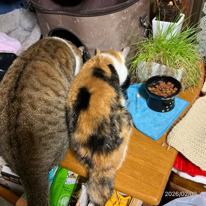 D18020a0 e897 41f2 a713 32faf07a715d 1770069947403