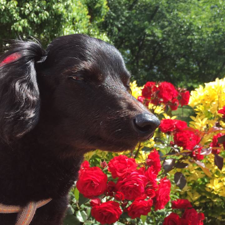 D180c437 8211 4883 b2b1 ea5637be2ed0 1526351174478