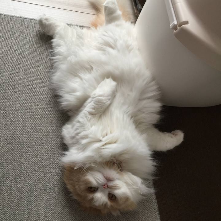 D182573a 2fd7 4de4 8c71 e7366cc10fa4 1582984005946