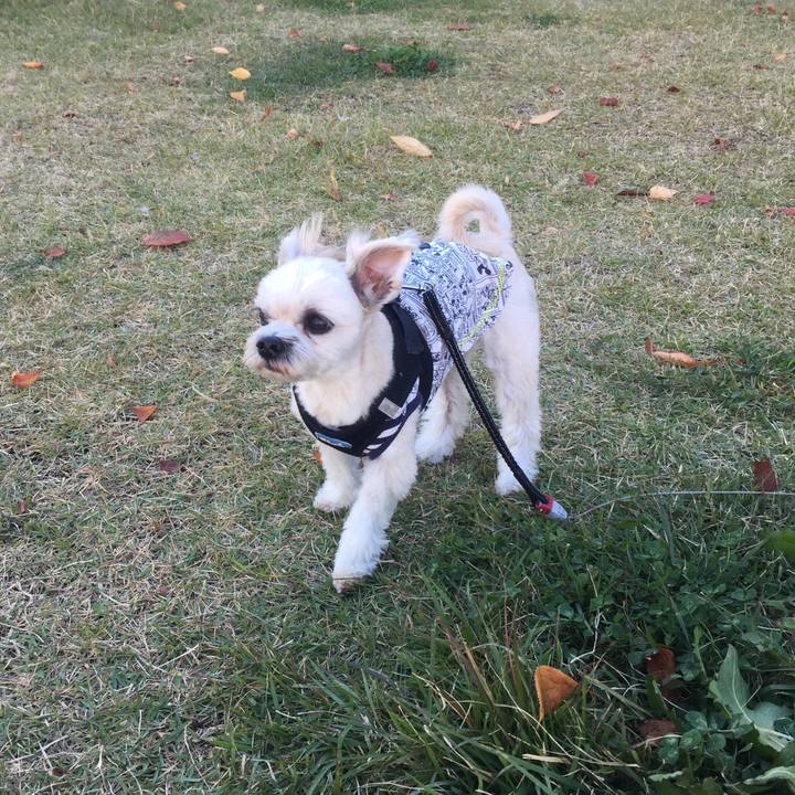 D1841c13 0c44 41ed 83c5 ef0539faccab 1541074885552