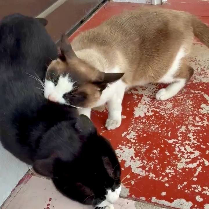 D185e86e a1dc 4c9b b45b 74127d7afe0c 1746498029599