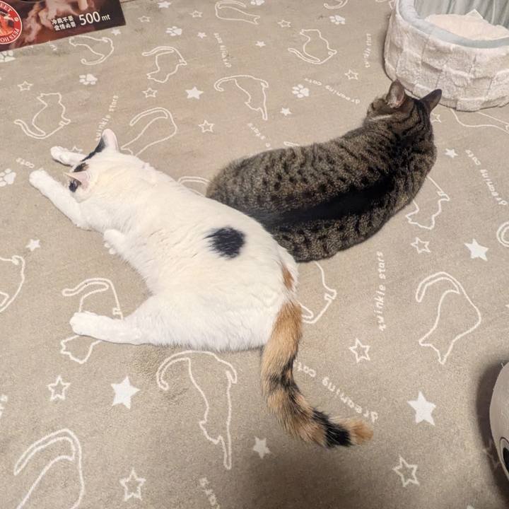 D18b6834 2d3e 4f55 bacb 05bd2379e23f 1765383430212