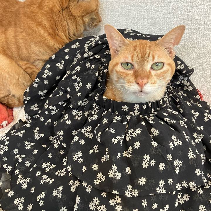 D18c4c7f b6d3 49bb a061 4dc2e60ddfe0 1774657993467