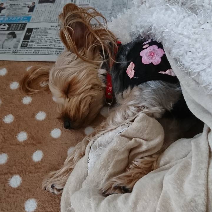 D18e6999 d401 4578 b447 551f0a852991 1520733170463