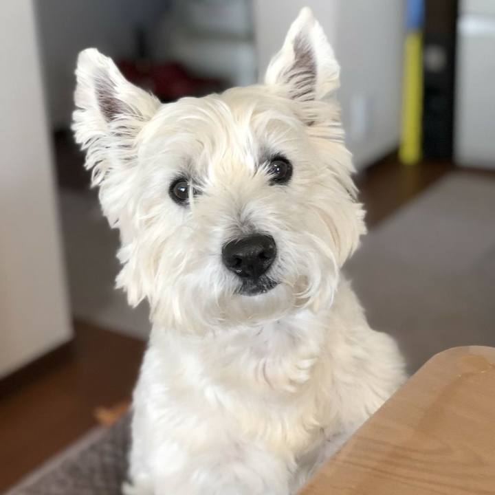 D190a28d 95bc 426a 95c4 e6bf835f7d5a 1515317772404