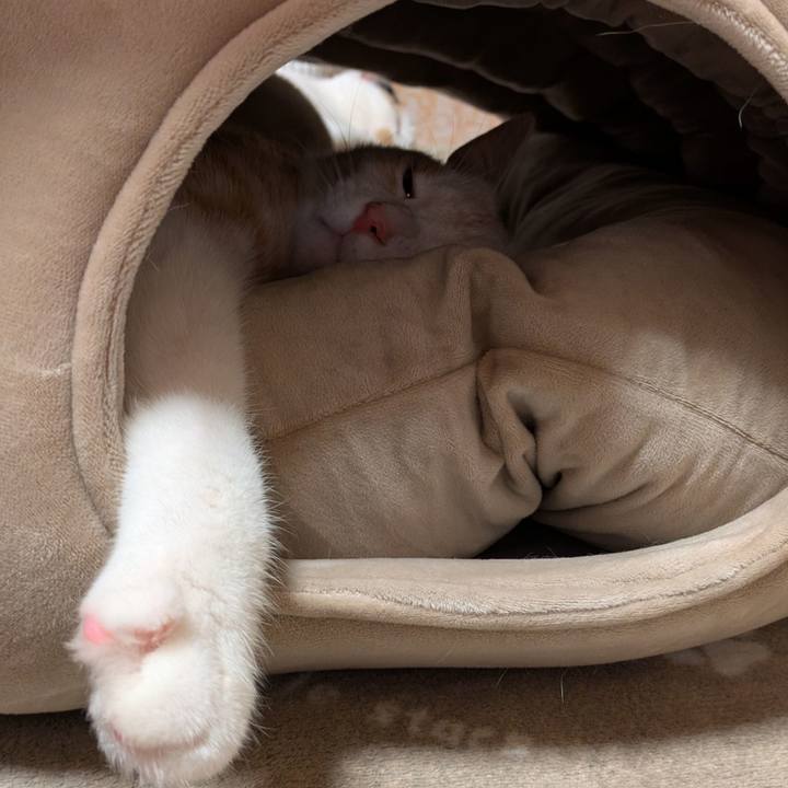 D19291e6 7b74 4879 8d75 d71a04c88485 1734183950351