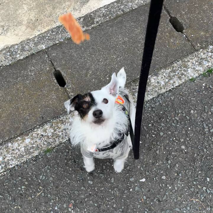 D1931824 39df 4002 8dd1 5b37e7f42b6c 1712102764972