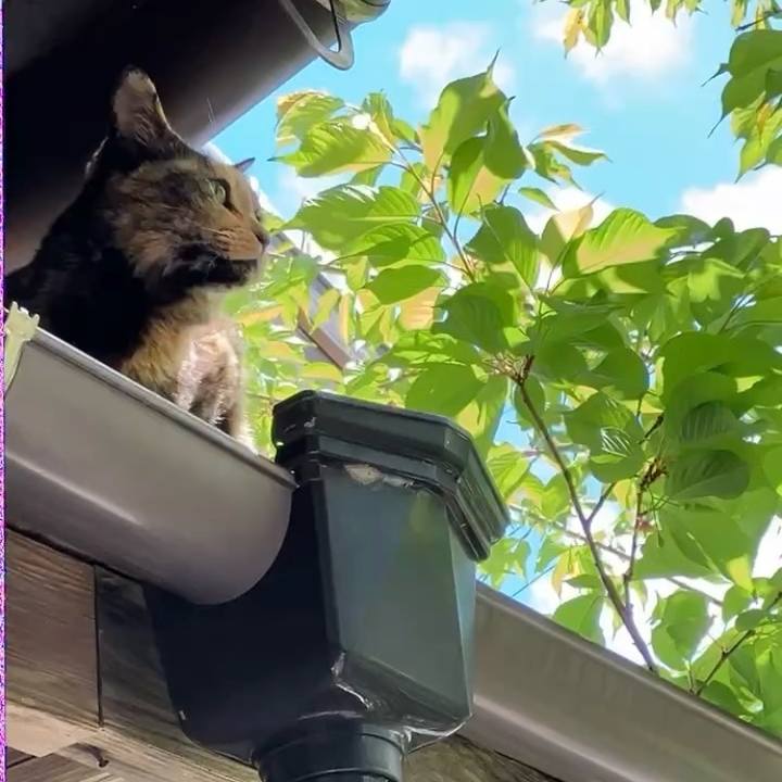 D193b68b d808 4401 bf9a 6a77703e4c03 1743578700363