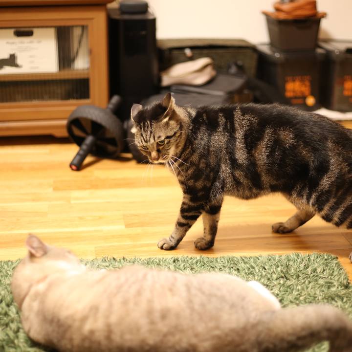 D19d1336 dde1 4fda 9052 3edbb7ac1368 1662004110232