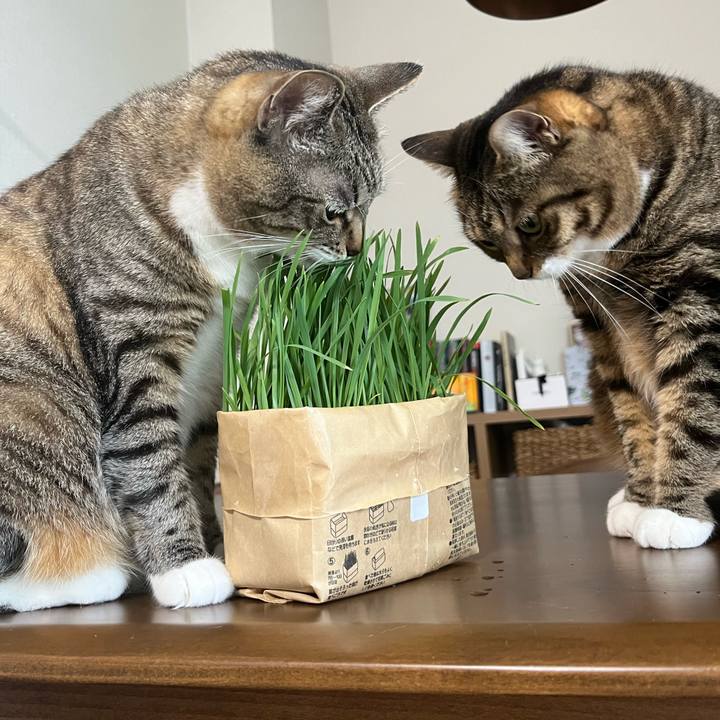 D19e8625 b202 4738 811a a97f84e45ee6 1748149555667