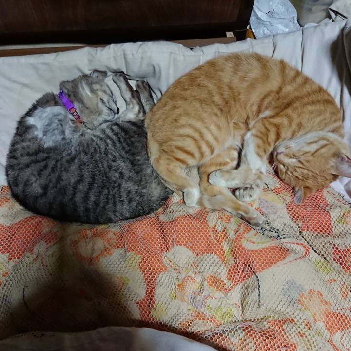 D19e8d70 d429 4aec b491 c6e41e4149b3 1591621285682