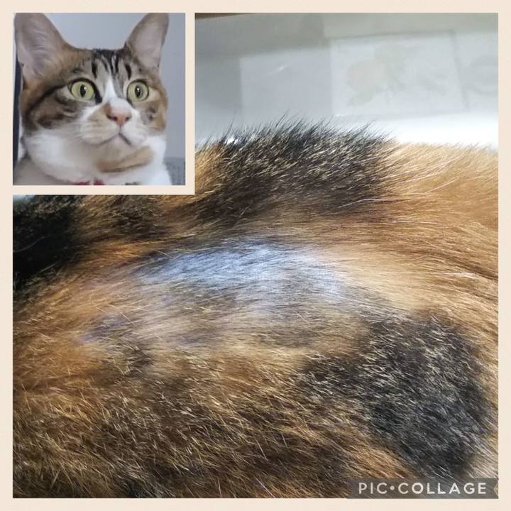 D1a2850e 2e0b 41a6 99ea 65e0cc085f02 1756113895703