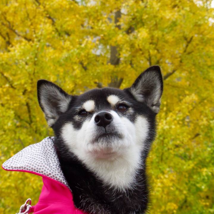 D1a36ab2 9d59 47d4 a478 c0681edba761 1542845351852