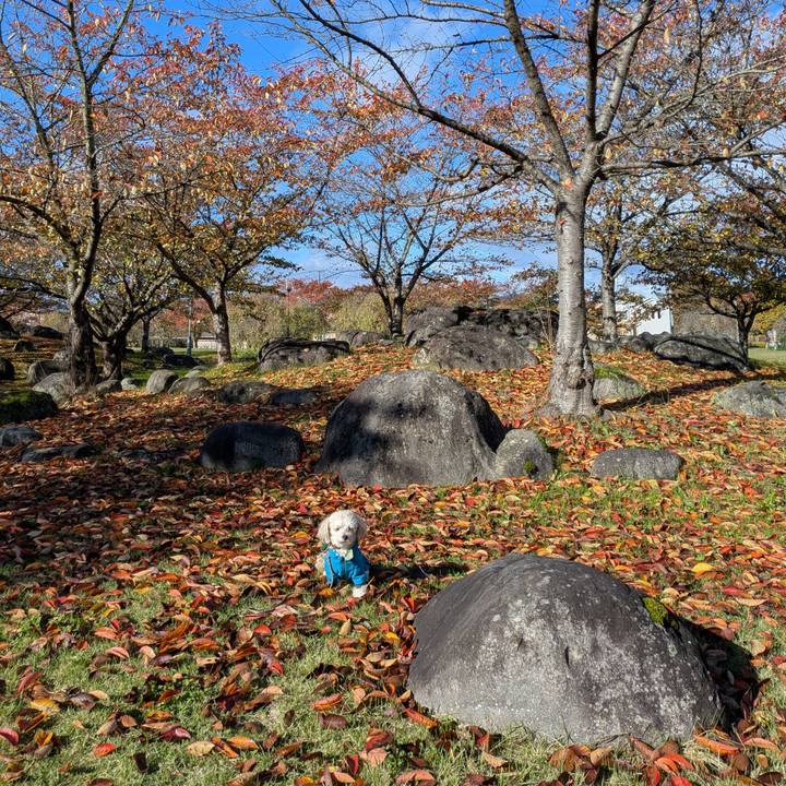 D1a8a4e2 0e15 443c b676 15039a125e9c 1761966003172